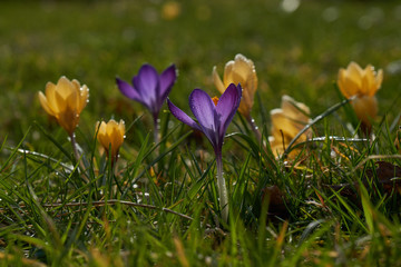 Bl&uuml;hende Krokusse