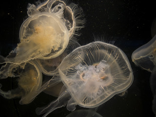 Moon jellyfish (Aurelia aurita) swimming
