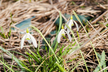 primrose, snowdrop white