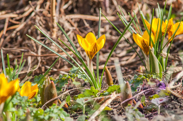 crocus, yellow, flower