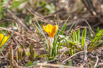crocus, yellow, flower