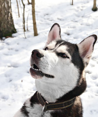 Siberian husky sitting on the snow
