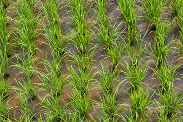 Rice field in new planting season