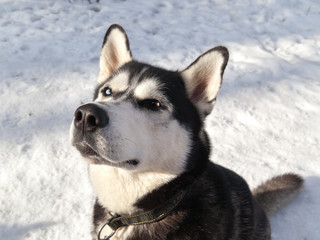 Siberian husky sitting on the snow