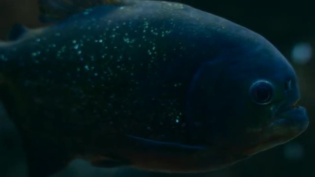 Piranha Swims in the Aquarium