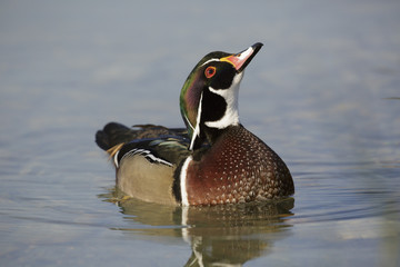 The wood duck , Carolina duck