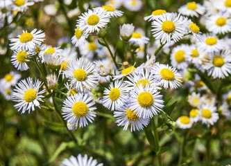 Fototapeta premium Beautiful wild daisy