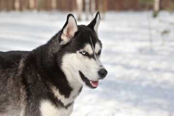 Siberian husky standing on the snow