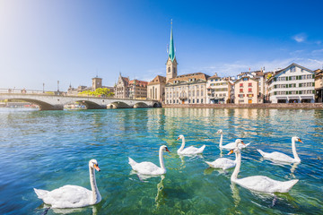 Zürich city center with swans on Limmat river, Switzerland - obrazy, fototapety, plakaty