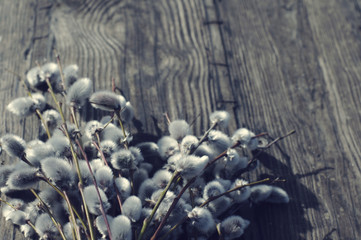 Blossoming willow. Willow branches with fluffy kidneys. Easter bouquet kidney willow on a old wooden background .
