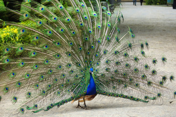 Obraz premium Peacock 10