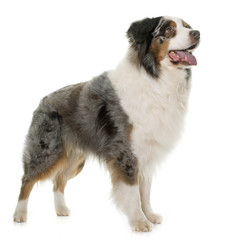 brown australian shepherd