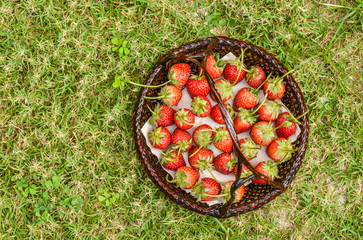 
Fresh strawberries in the basket on grass background in the farm