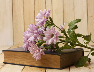 Tender pink chrysanthemums with old book against wooden boards