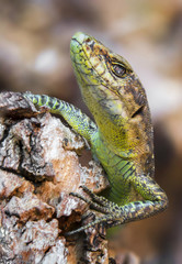 lizard, texture, background, macro, nature, wild