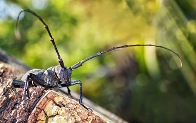 bug, wood, wildlife, tree, forest