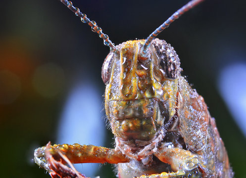 Acridoidea, wildlife, macro, grasshopper