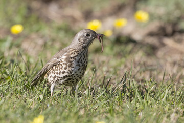 The mistle thrush (Turdus viscivorus)