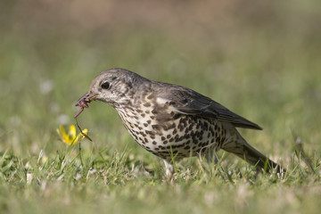 The mistle thrush (Turdus viscivorus)