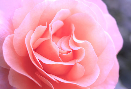 Rosen Bl&uuml;te