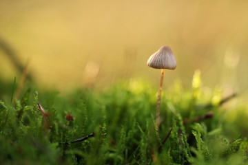 Kleiner Pilz im Moos