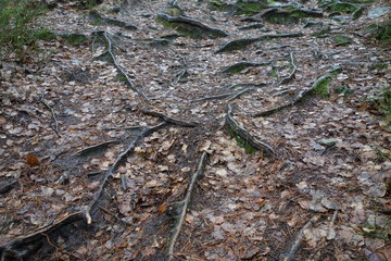 tree roots in the park