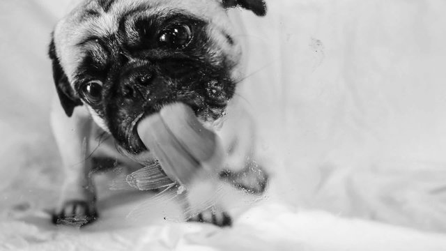Mops leckt Bildschirm sauber