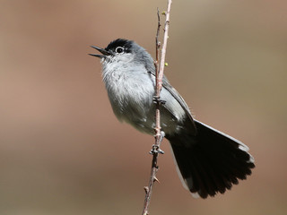 Black-tailed Gnatcatcher Calling