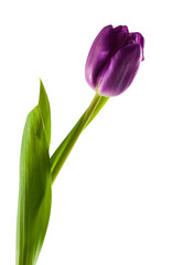 Purple tulip isolated on a white background