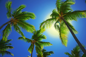 Obraz na płótnie Canvas Coconut palm trees on the beach, perspective view.