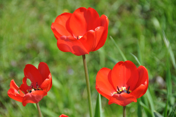 Mohnblumen im Mohnblumenfeld