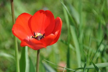 Mohnblumen im Mohnblumenfeld
