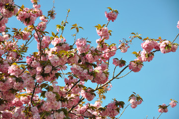 Fr&uuml;hling ist Bl&uuml;tezeit