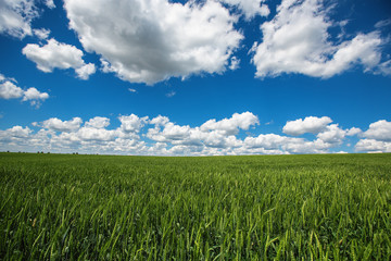 Wheat field against blue sky with white clouds. Agriculture scen