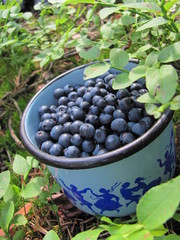 Blueberries