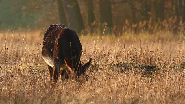 donkey in a field  in sunny day, nature series