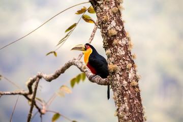 green-billed toucan - red-breasted toucan