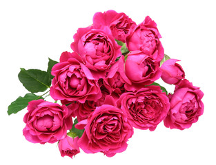 薔薇