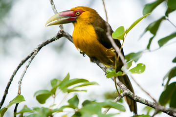 Saffron toucanet - toucans