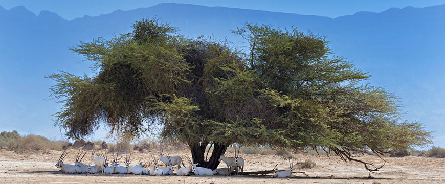Antelope, the Arabian oryx (Oryx leucoryx) in national nature reserve, 35 km north of Eilat, Israel