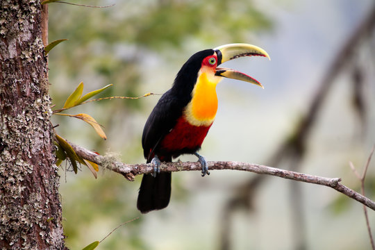 green-billed toucan  with open beak - red-breasted toucan