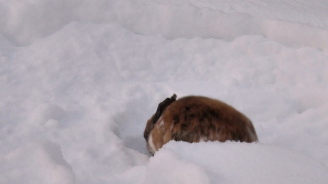 Rabbit Digs Snow / Little rabbit rotates and digs snow in winter outdoors 
