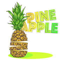 Vector sliced pineapple illustration, hand drawn ananas sketch with text