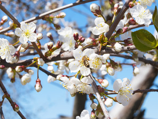 cherry blossoms