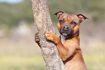 staffordshire bull terrier
