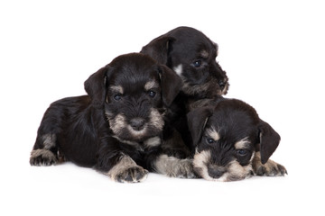 Fototapeta premium three schnauzer puppies on white