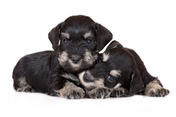 Obraz premium two adorable schnauzer puppies