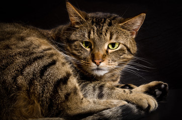 Domestic cat in the best age