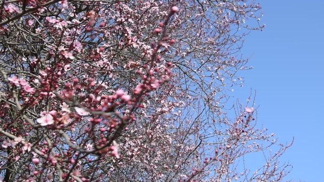 Cerisier oriental en fleurs