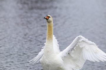 Swan spread its wings